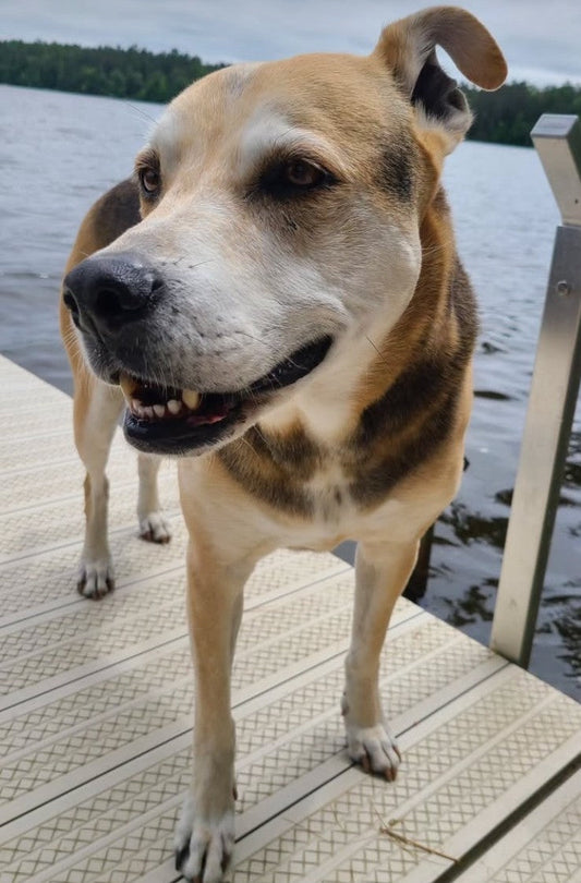A soulful dog standing peacefully on a dock by the water, with a gentle expression and calming presence — symbolizing the spiritual bond between pets and people.